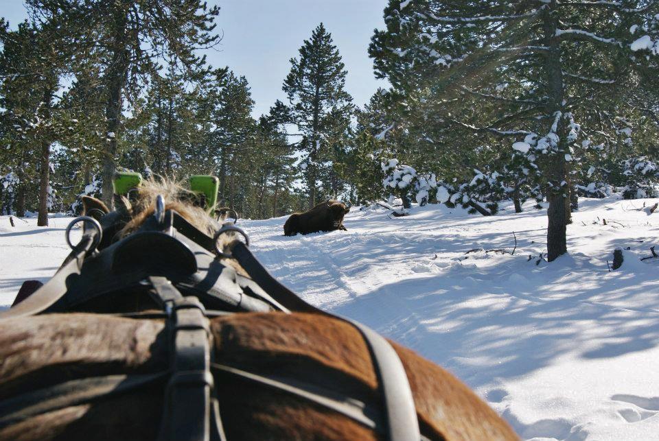 La réserve de bisons d'Europe à Ste Eulalie