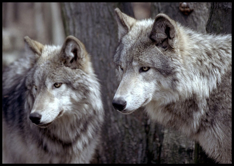 Les loups du Gévaudan à Ste Lucie